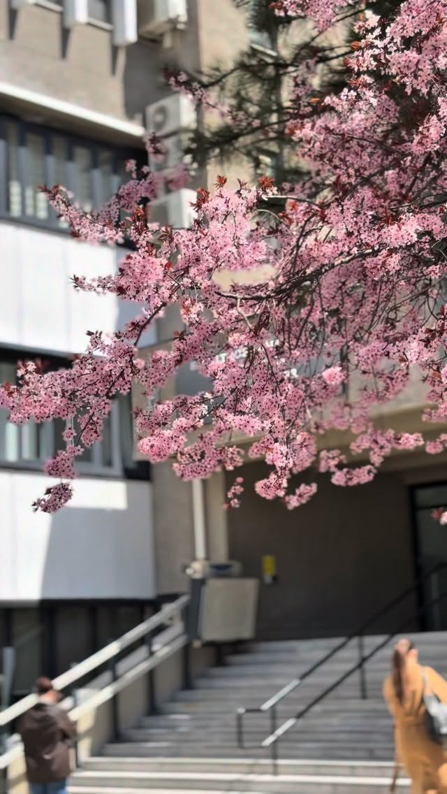 Bilkent’in doğal filtresi 🌸

#bahargeldi #springvibes #bilkent #bilkentüniversitesi #bilkentuniversity