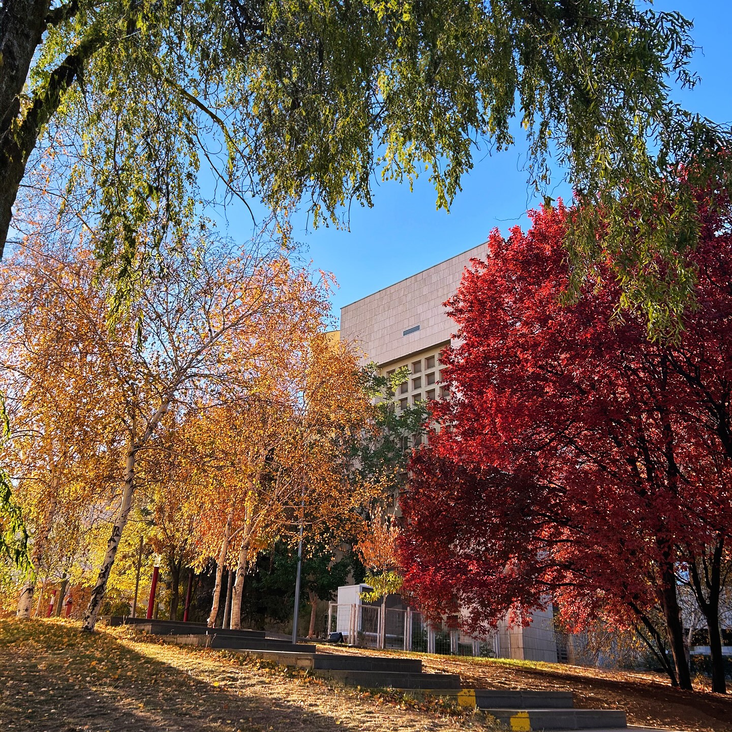 Sonbaharın renkleri Kasım ayında yaşanır. 🍃🍂
#bilkent #bilkentuniversity #bilkentüniversitesi
