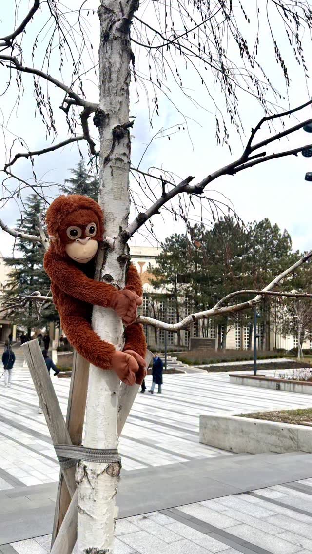 🤎

#punch #bilkent